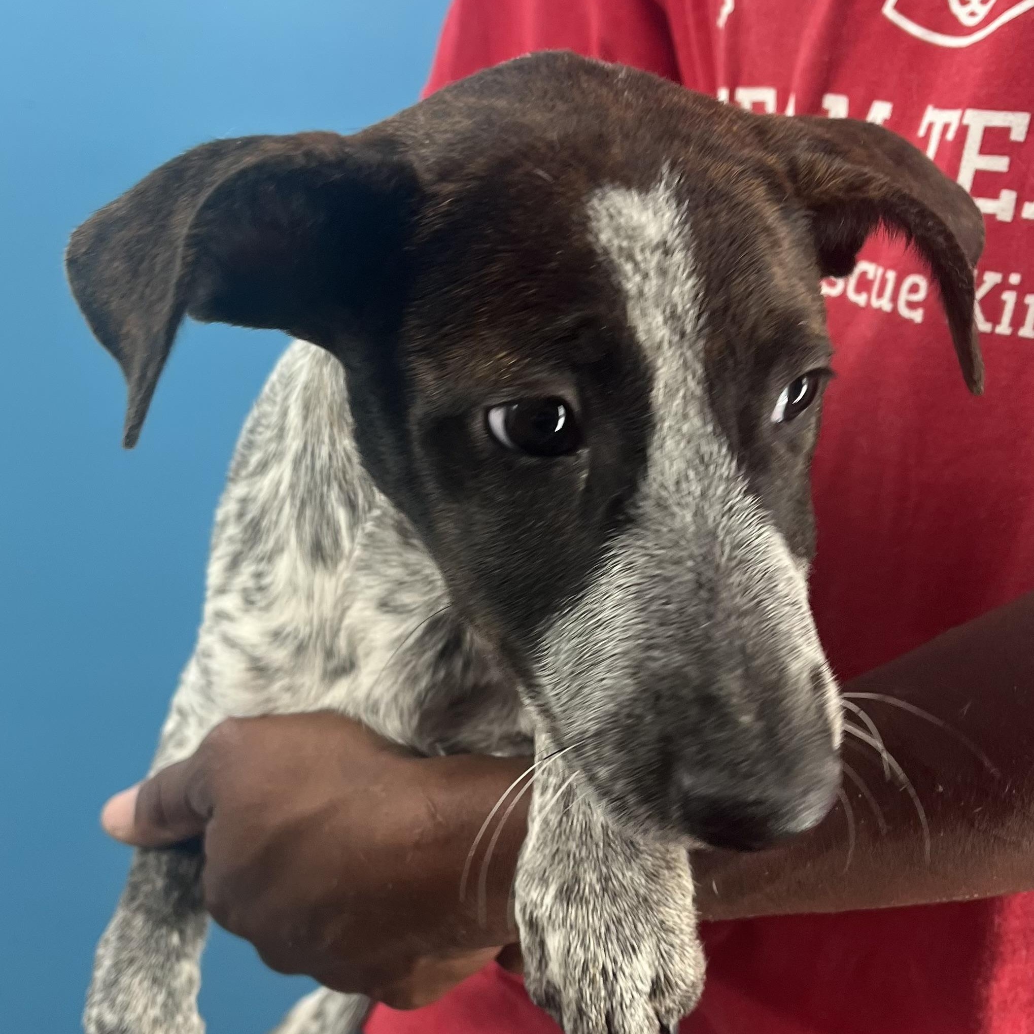 Shelly - Local Dec 19-21, a Adoptable mixed breed in Happy Valley , OR image 5/6