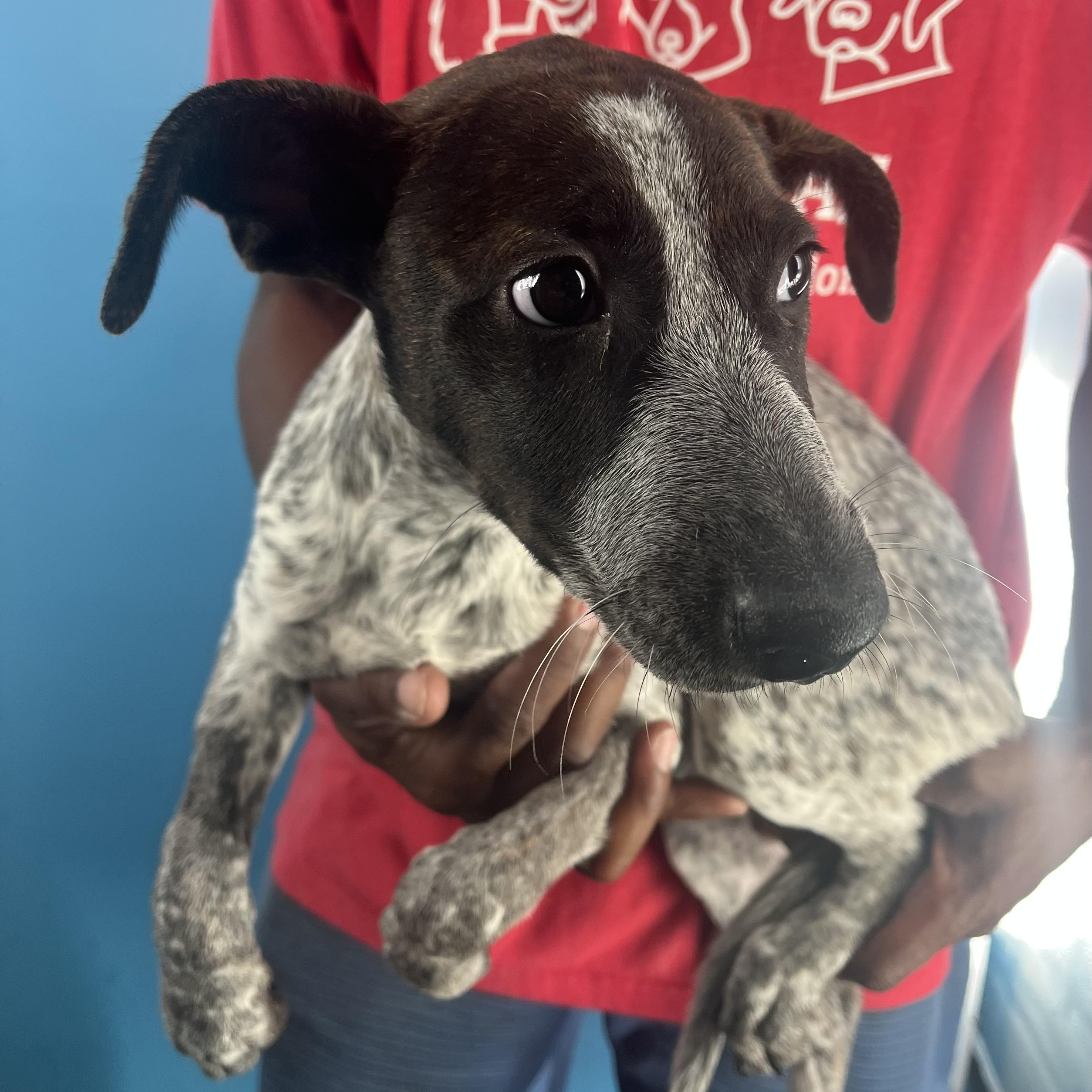 Shelly - Local Dec 19-21, a Adoptable mixed breed in Happy Valley , OR image 2/6