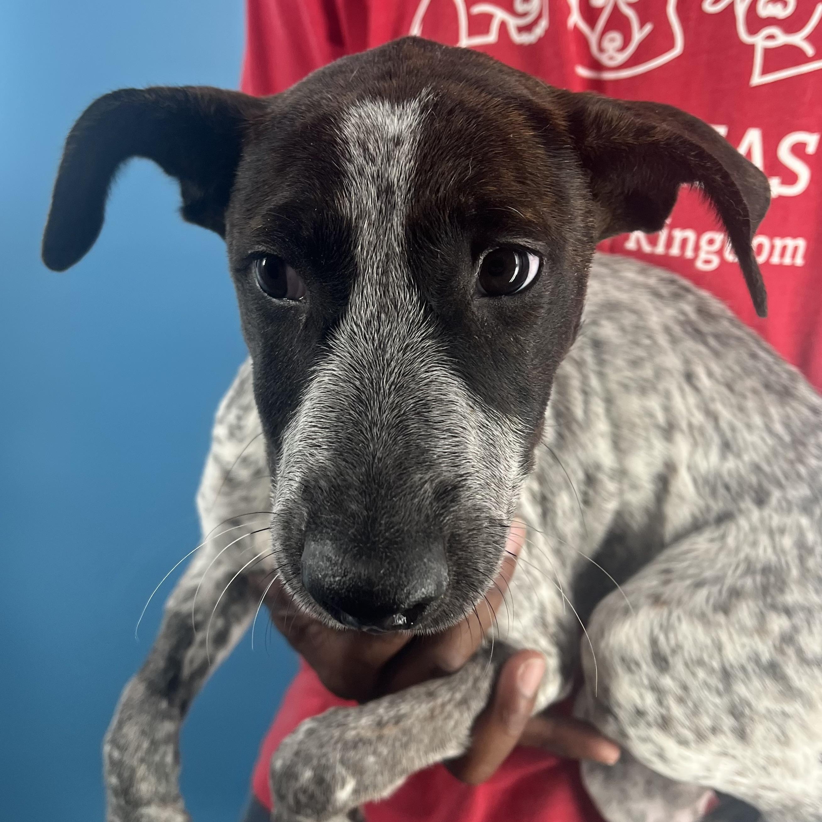 Shelly - Local Dec 19-21, a Adoptable mixed breed in Happy Valley , OR image 1/6