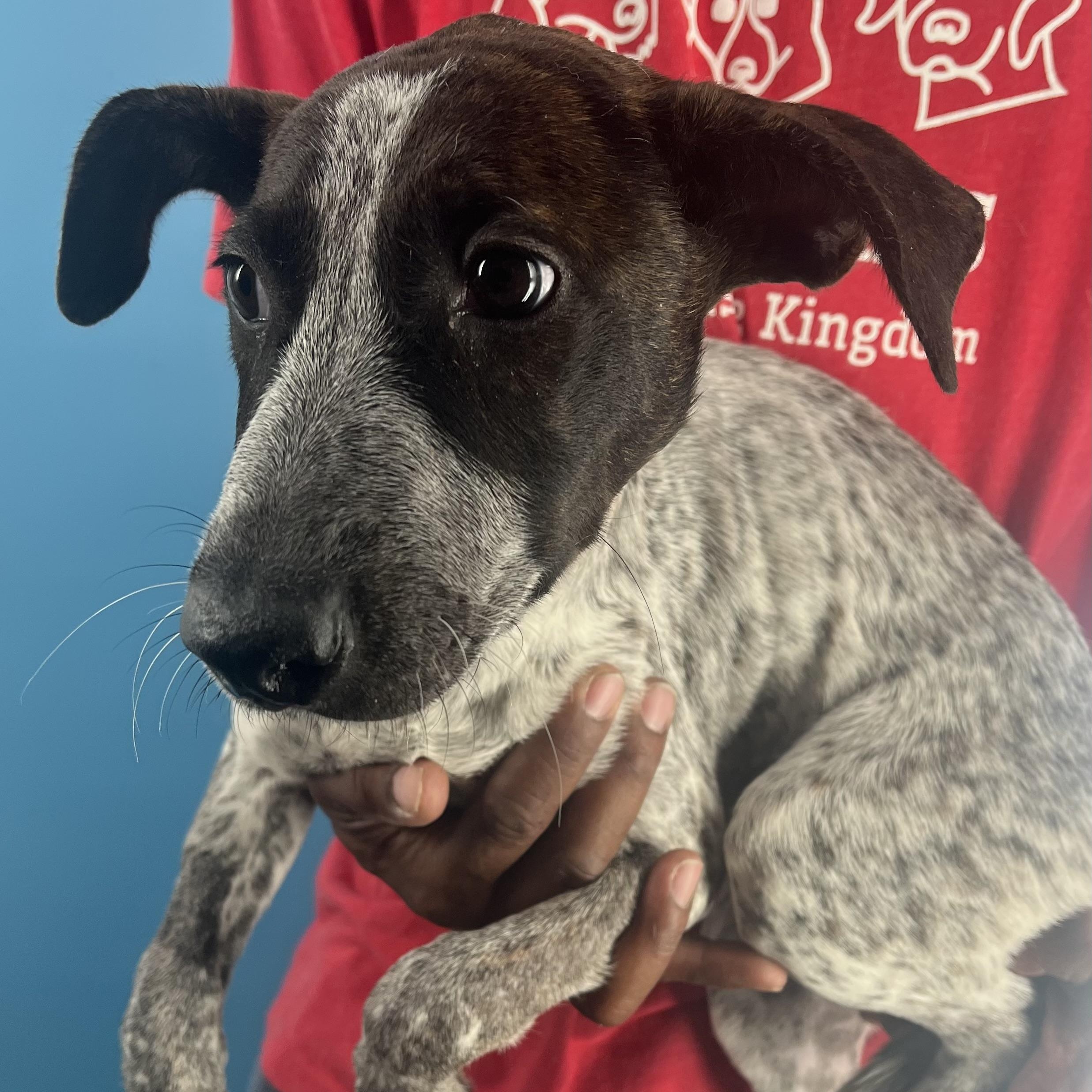 Shelly - Local Dec 19-21, a Adoptable mixed breed in Happy Valley , OR image 4/6