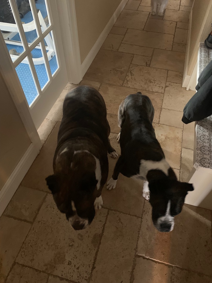 Duchess, Adopted, Adult Female Boxer.