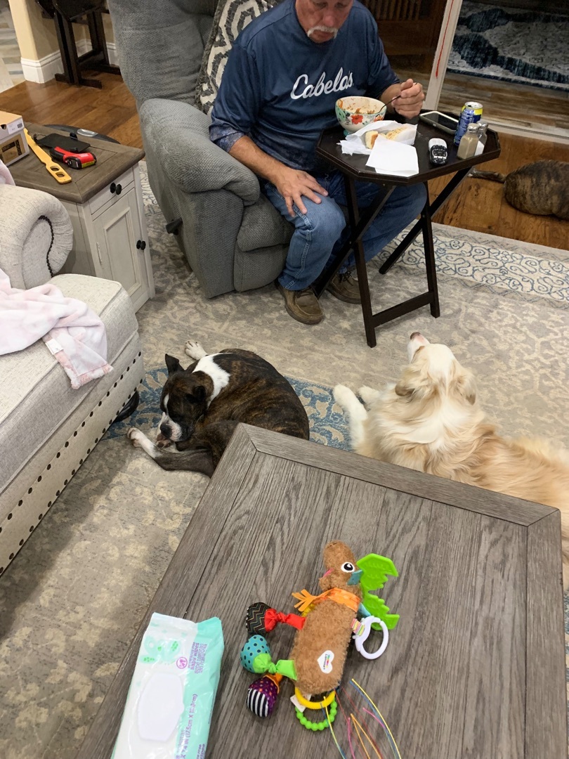 Enlarge Duchess, a Adopted Boxer in Springtown, TX image 2/10