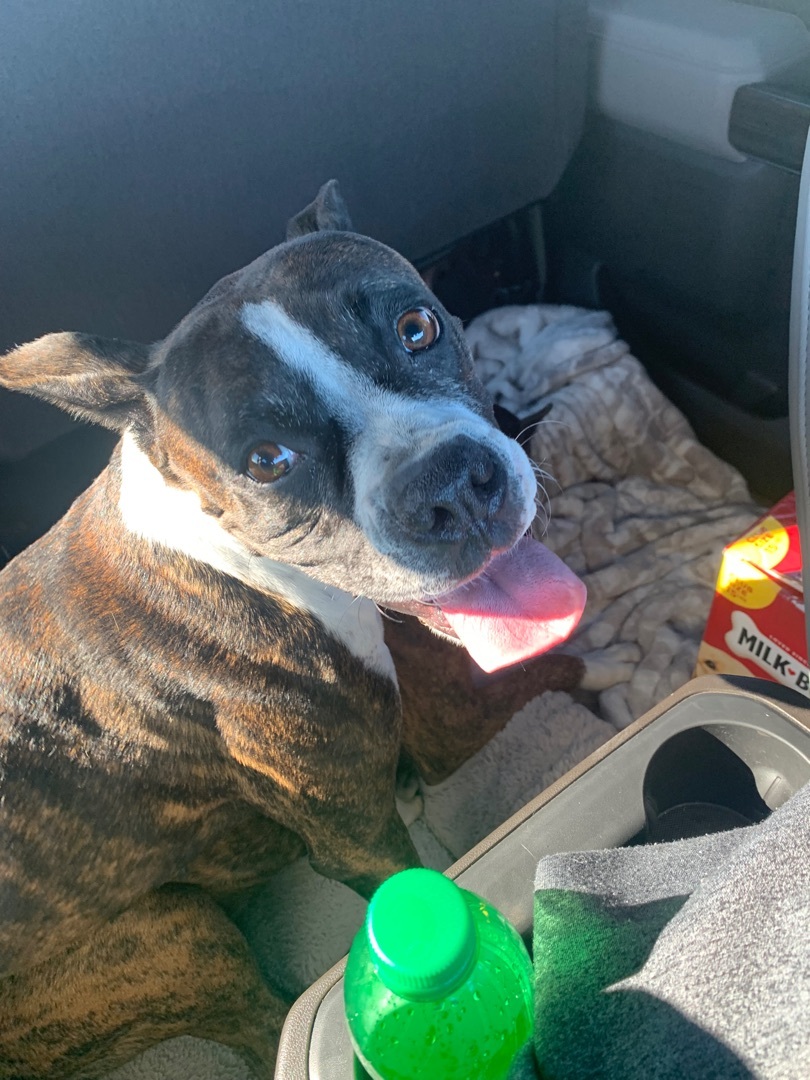 Enlarge Duchess, a Adopted Boxer in Springtown, TX image 3/10