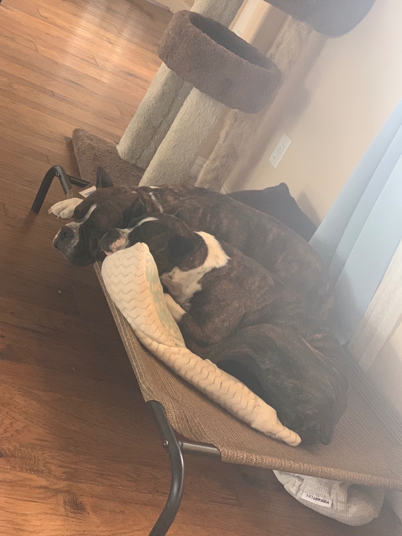 Enlarge Duchess, a Adopted Boxer in Springtown, TX image 4/10