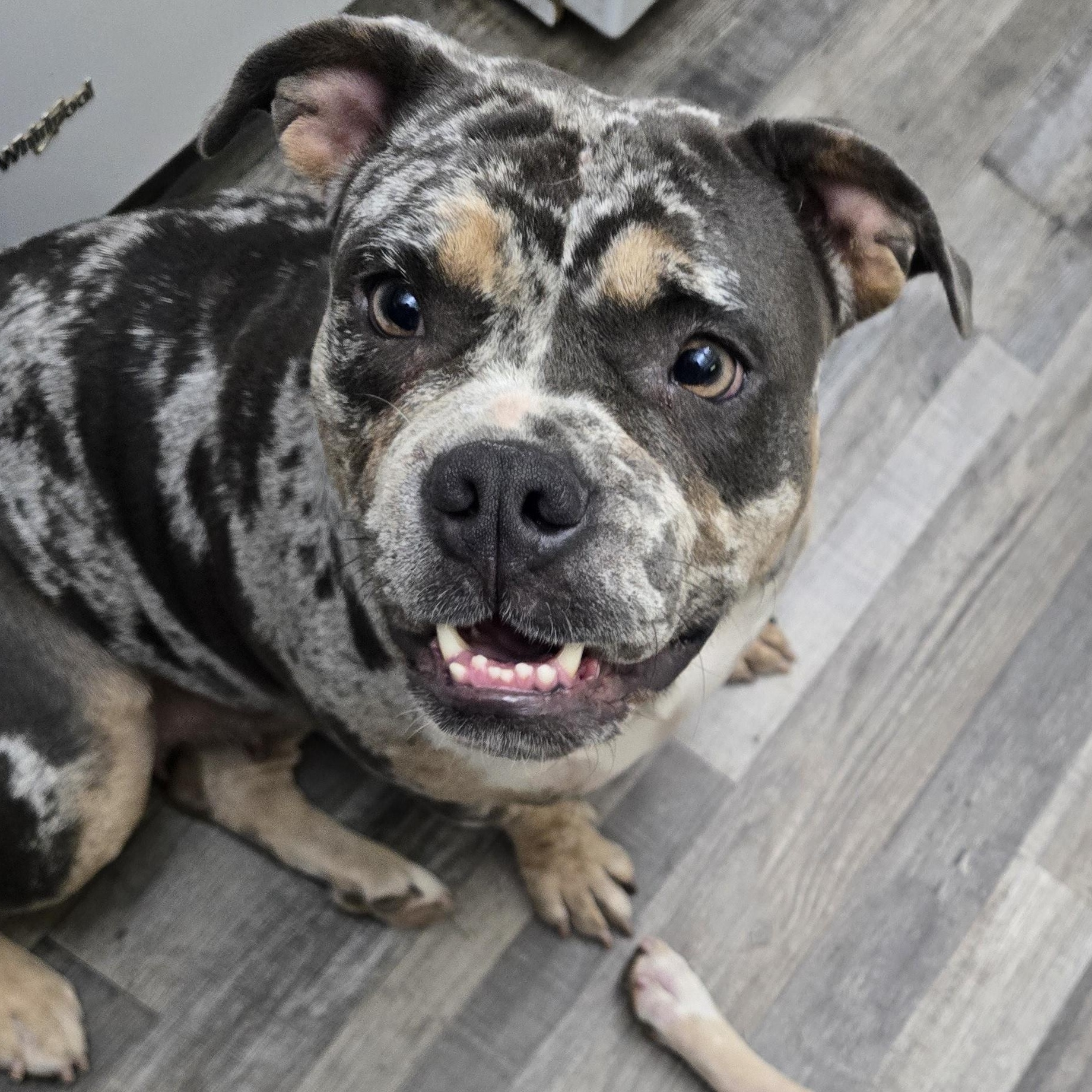 Enlarge Montana, a Adoptable mixed breed in Whittier, CA image 4/4