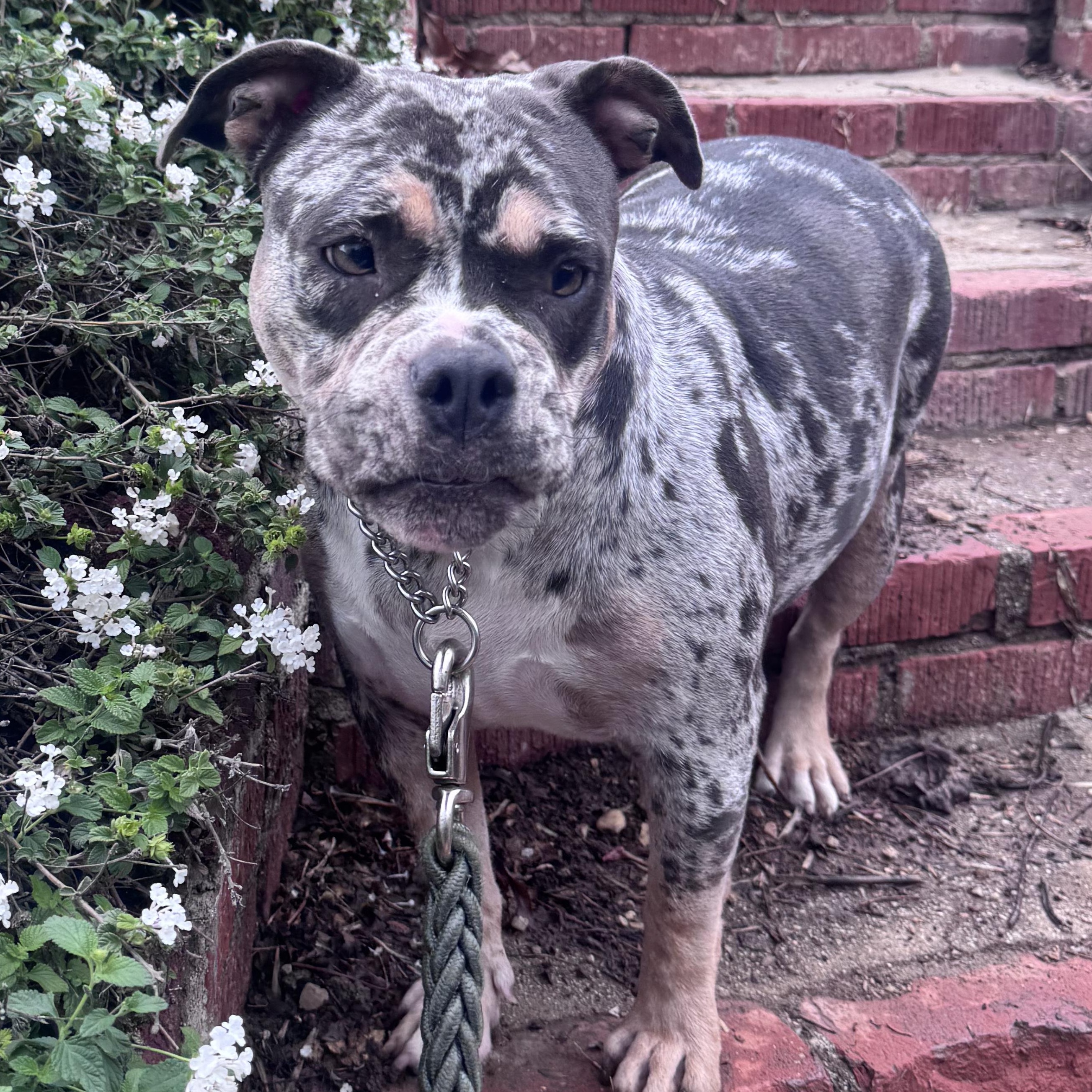 Montana, Adoptable, Young Female American Bully & Pit Bull Terrier.