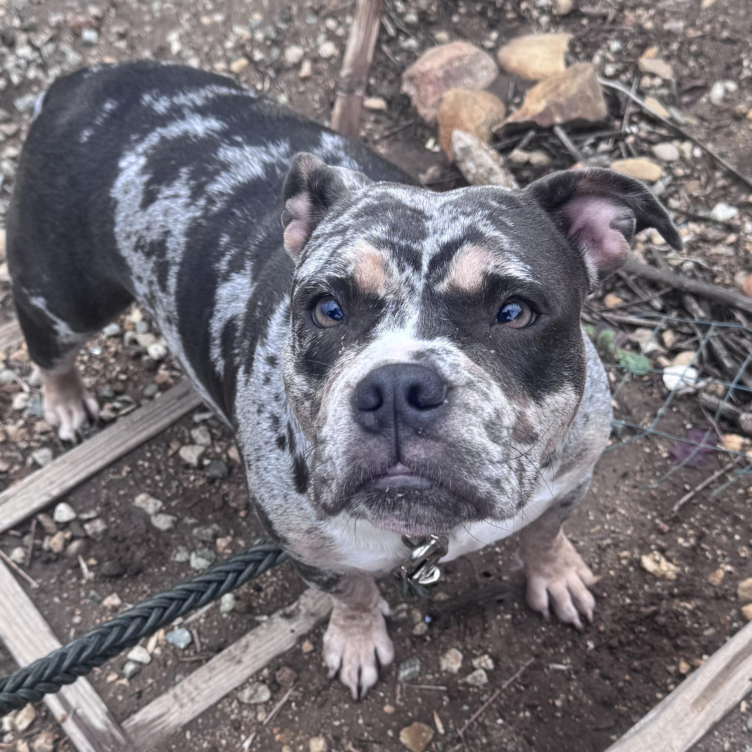 Enlarge Montana, a Adoptable mixed breed in Whittier, CA image 2/4