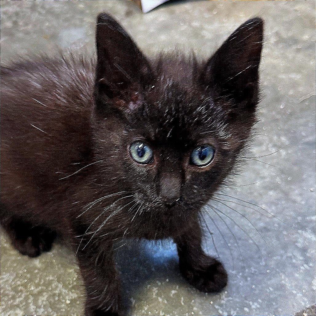 The White Rabbit, Adoptable, Kitten Male Domestic Short Hair.
