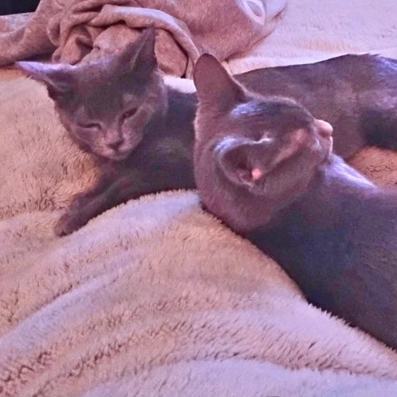 Mookie, Adoptable, Kitten Female Domestic Short Hair.