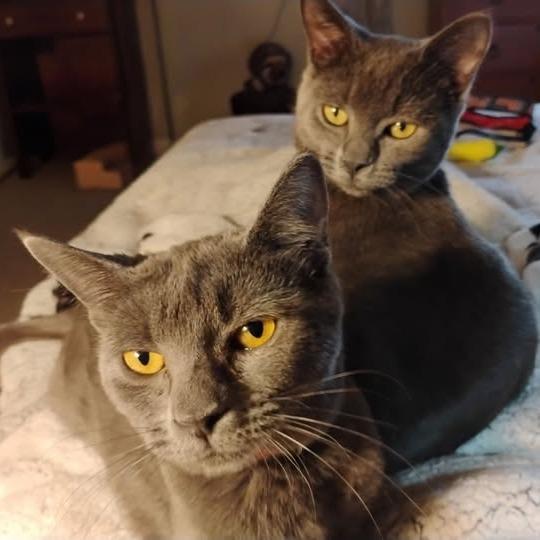 Mookie, Adoptable, Young Female Domestic Short Hair.