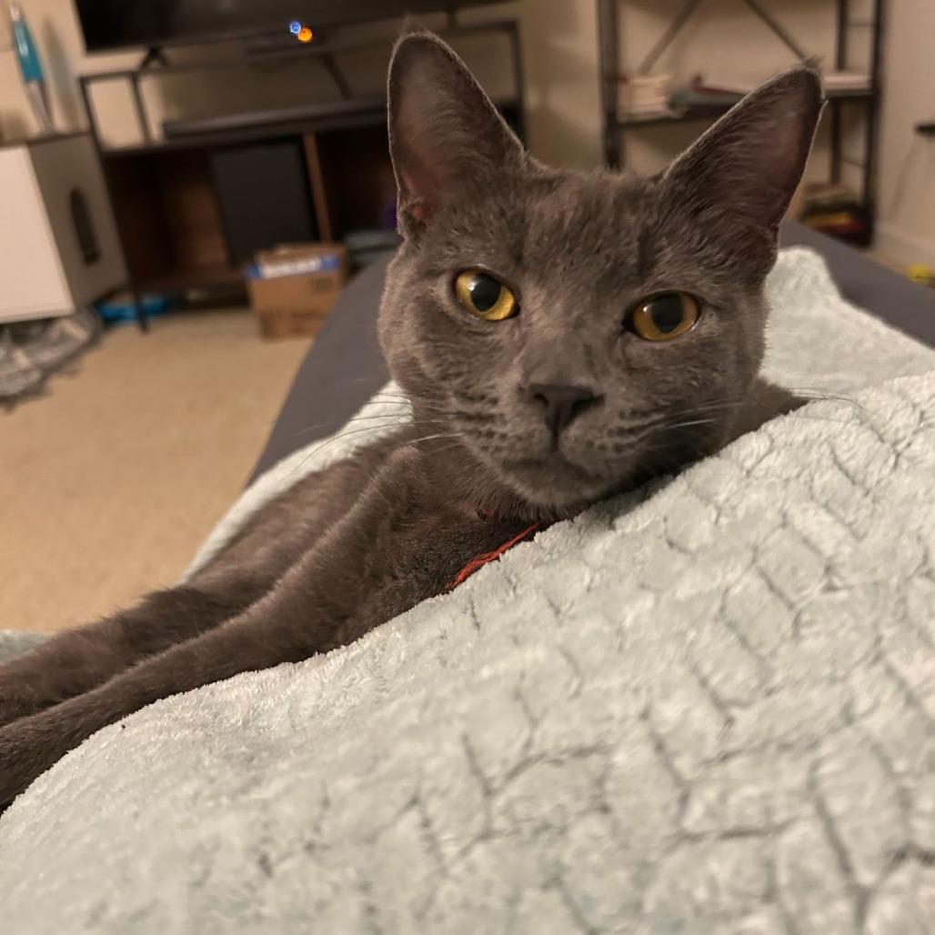 Mookie, a Adoptable Domestic Short Hair in Charlottesville, VA image 1/6
