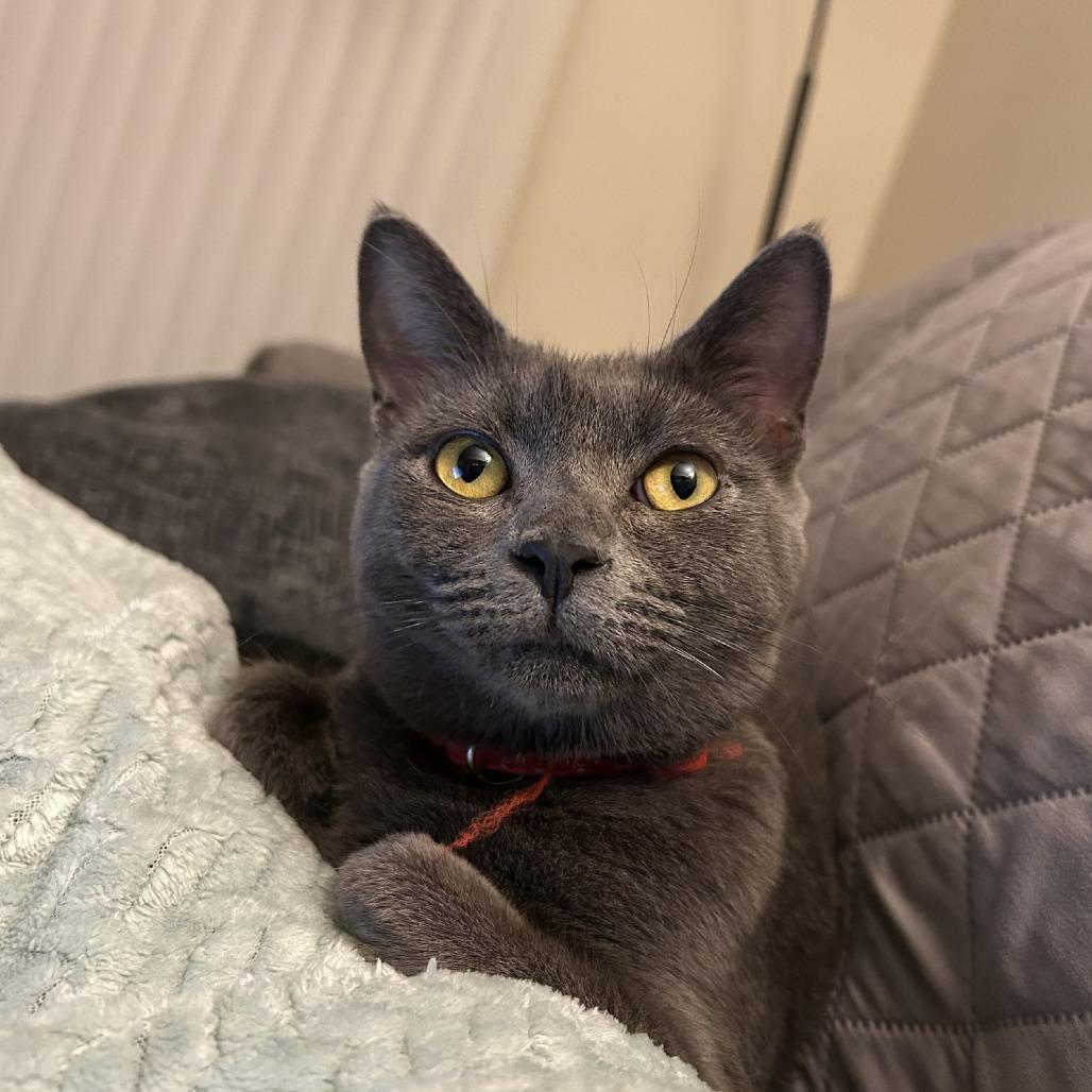 Mookie, a Adoptable Domestic Short Hair in Charlottesville, VA image 2/6