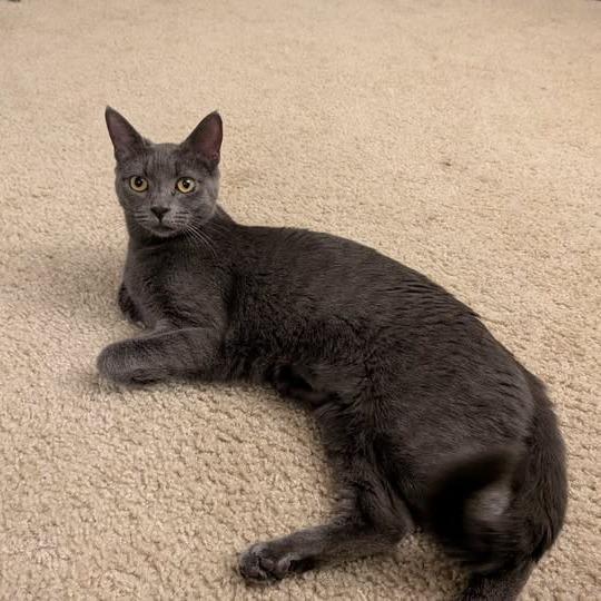 Mookie, a Adoptable Domestic Short Hair in Charlottesville, VA image 3/6