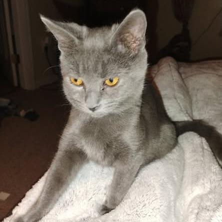 Enlarge Mookie, a Adoptable Domestic Short Hair in Charlottesville, VA image 3/3