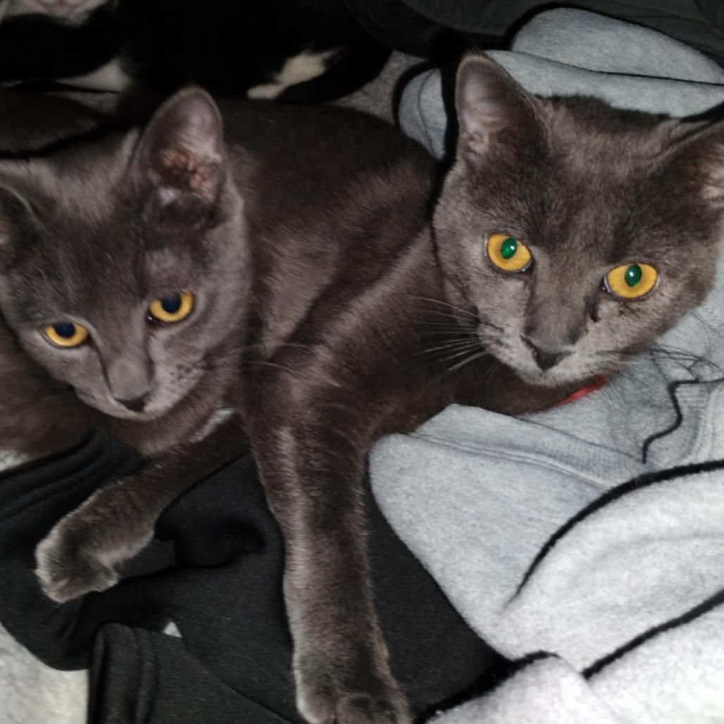 Enlarge Mookie, a Adoptable Domestic Short Hair in Charlottesville, VA image 2/5