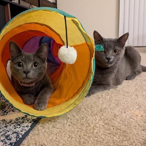 Mookie, a Adoptable Domestic Short Hair in Charlottesville, VA image 5/6