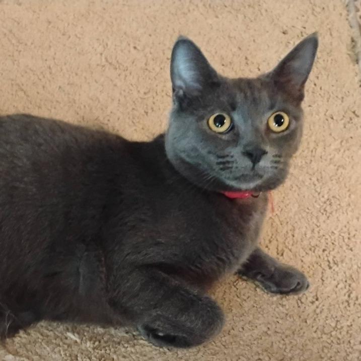 Mookie, a Adoptable Domestic Short Hair in Charlottesville, VA image 3/6