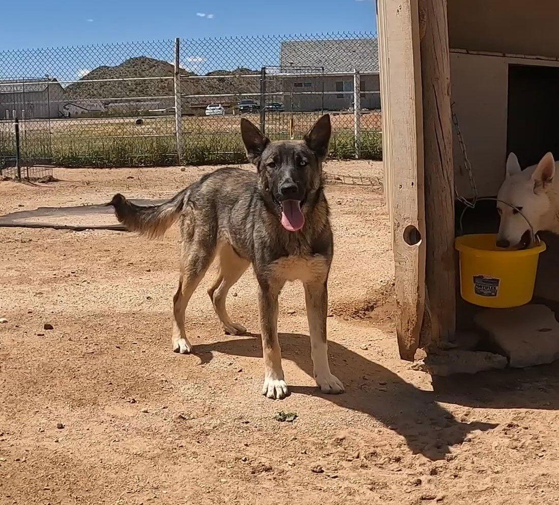 Lil, Adoptable, Adult Female Husky & Shepherd.