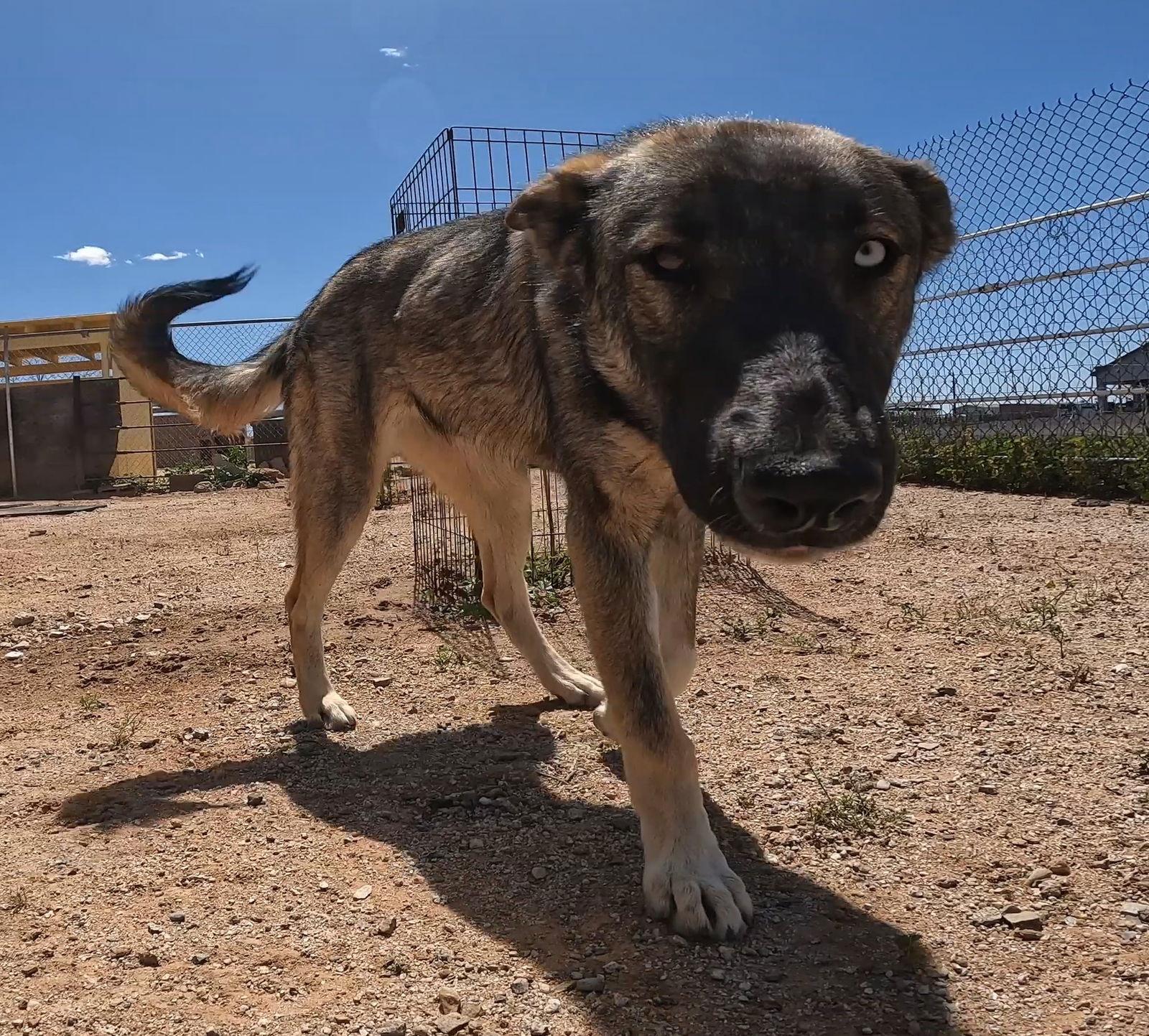 Enlarge Lil, a Adoptable mixed breed in Queen Creek, AZ image 2/3