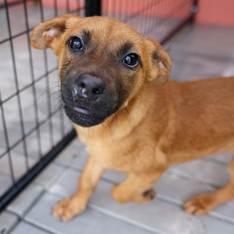 Enlarge Brody, a Adoptable Mixed Breed in Bradenton, FL image 1/1