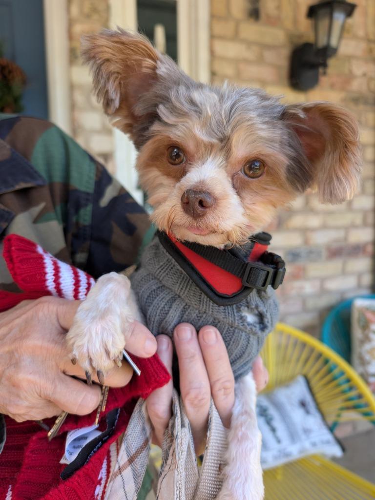 Enlarge Rowdy - adoption pending, a Adoptable mixed breed in Bryan, TX image 1/6