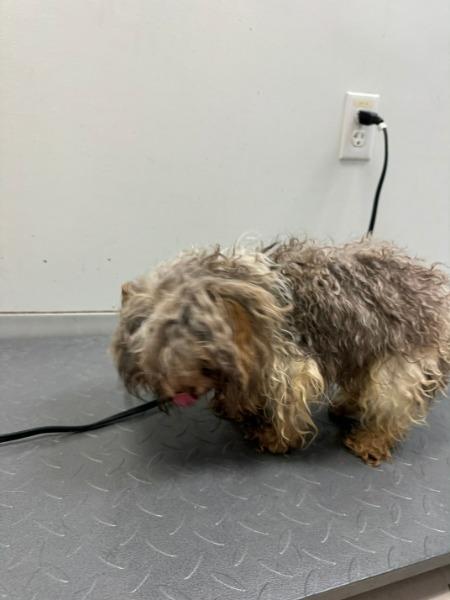 Enlarge Rowdy - adoption pending, a Adoptable mixed breed in Bryan, TX image 2/6