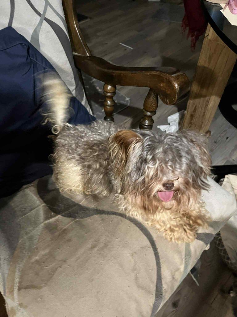 Enlarge Rowdy - adoption pending, a Adoptable mixed breed in Bryan, TX image 3/6