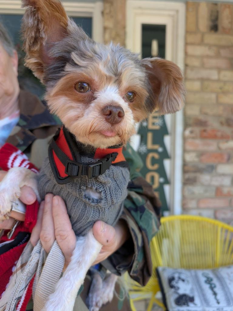 Rowdy, Adoptable, Adult Male Poodle & Yorkshire Terrier.