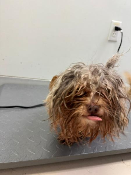 Enlarge Rowdy - adoption pending, a Adoptable mixed breed in Bryan, TX image 6/6