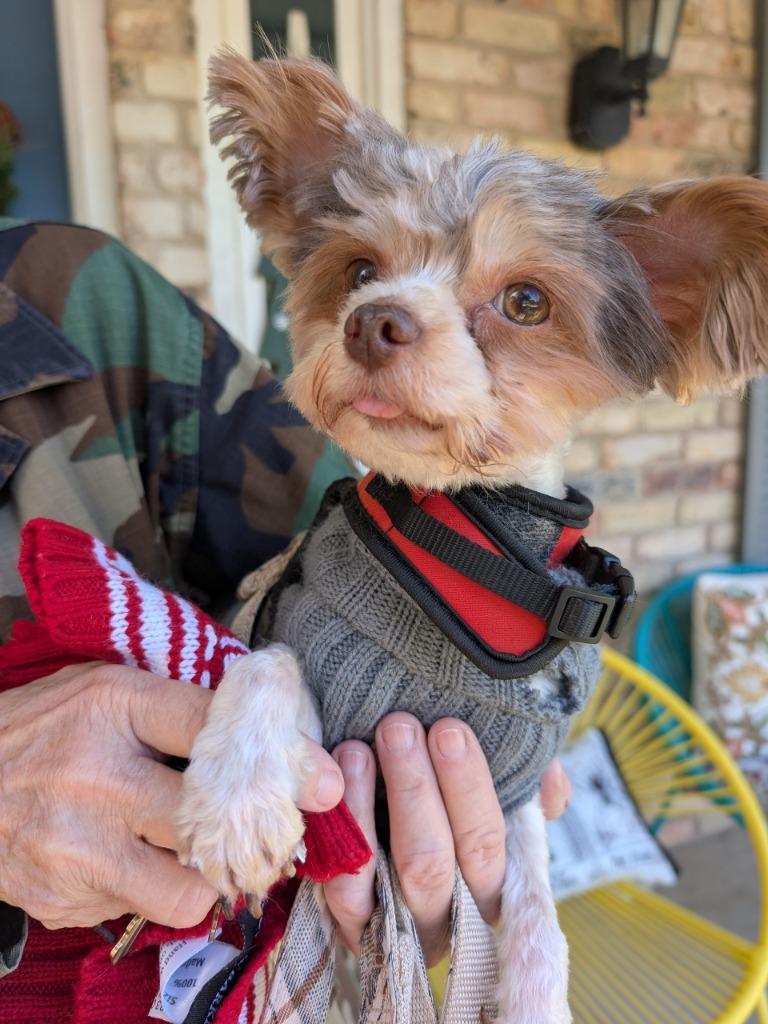 Enlarge Rowdy, a Adoptable mixed breed in Bryan, TX image 6/6