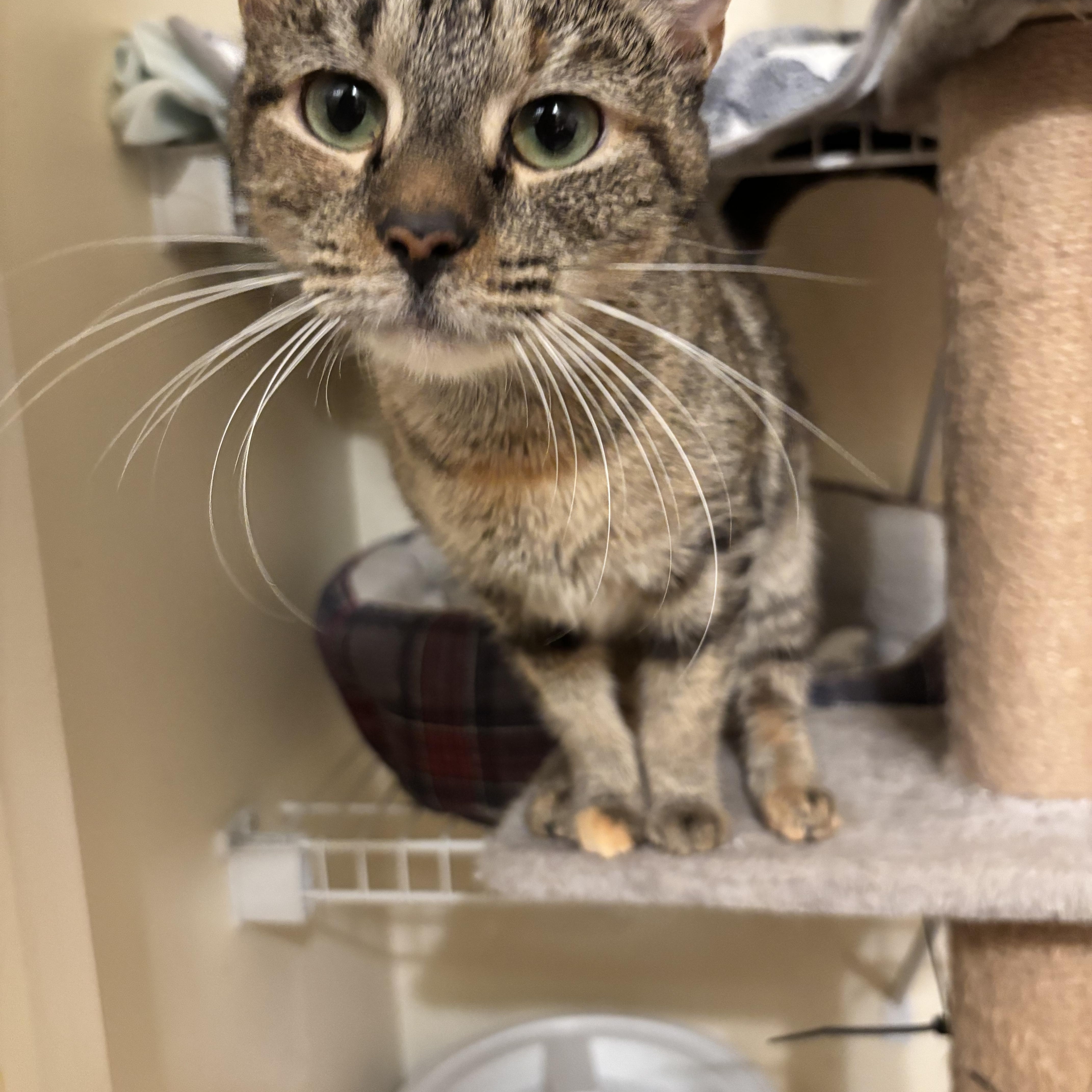 Enlarge Fiona, a ADOPTABLE Domestic Short Hair in Felton, PA image 1/1