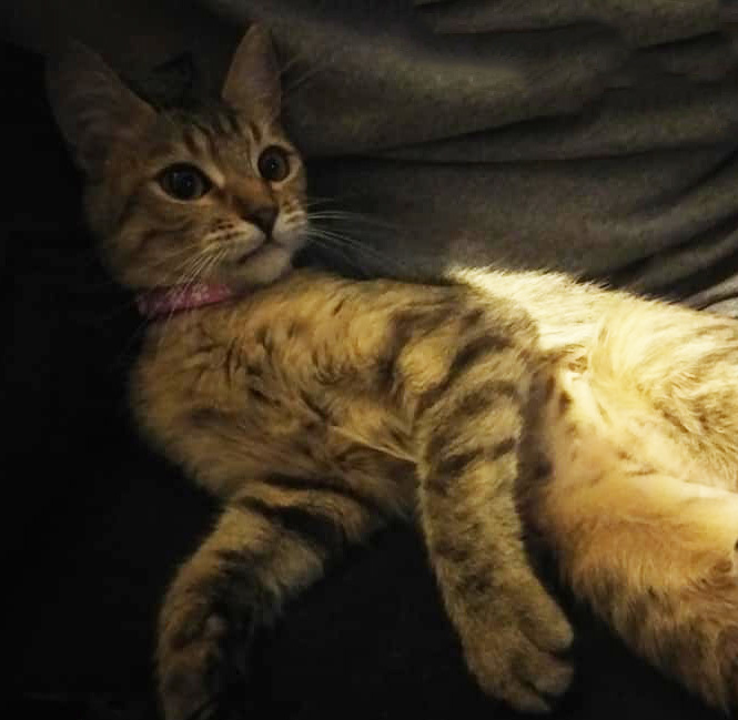 Enlarge Shirla (Social & Playful), a Adoptable mixed breed in Corona, CA image 11/12