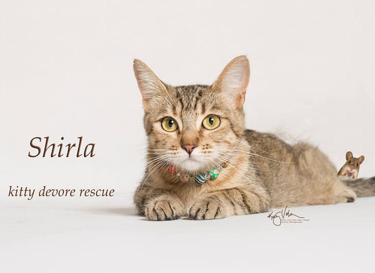 Shirla (Social & Playful) photo 6