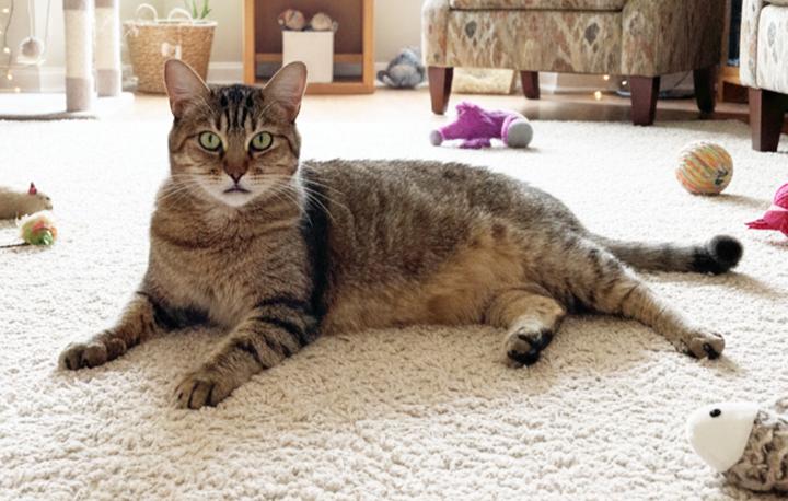 Enlarge Shirla, a Adoptable mixed breed in Long Beach, CA image 2/6