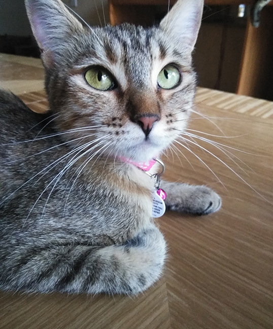 Shirla (Social & Playful)