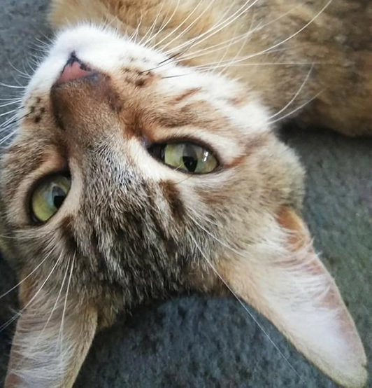 Enlarge Shirla (Social & Playful), a Adoptable mixed breed in Corona, CA image 8/12