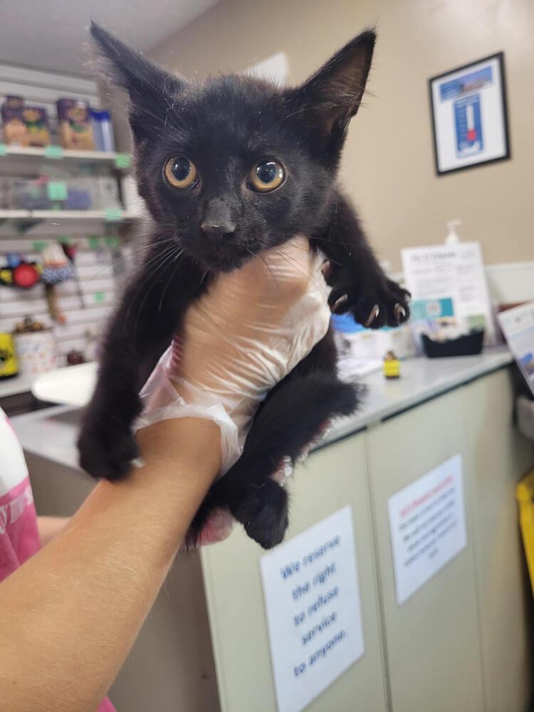 Chan, Adoptable, Kitten Male Domestic Short Hair.