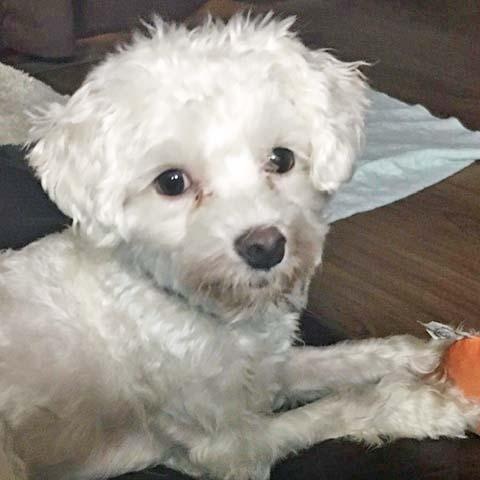 Joey, Adoptable, Adult Male Maltese & Yorkshire Terrier.