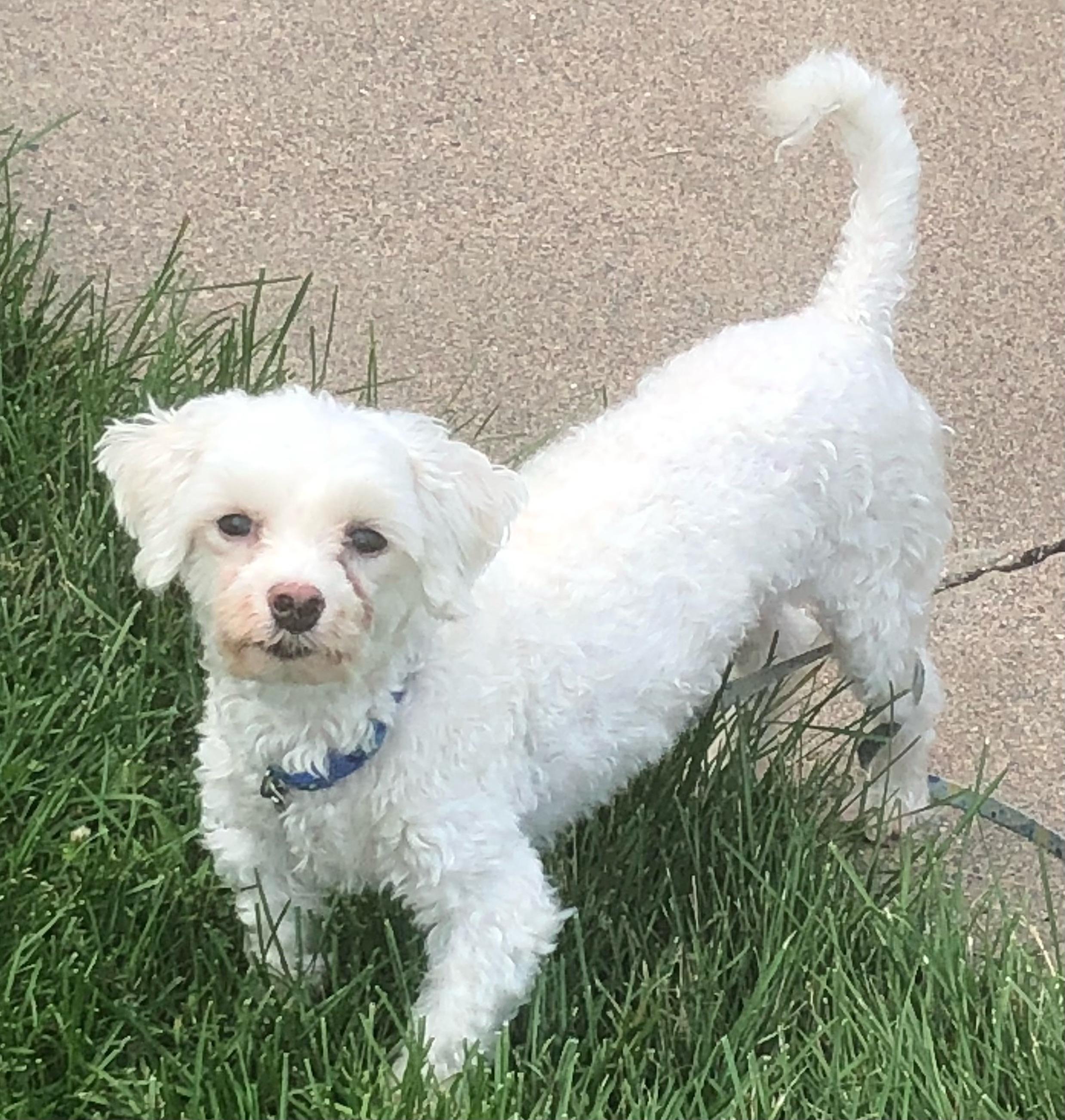 Enlarge Joey, a Adoptable mixed breed in White Bear Lake, MN image 2/5
