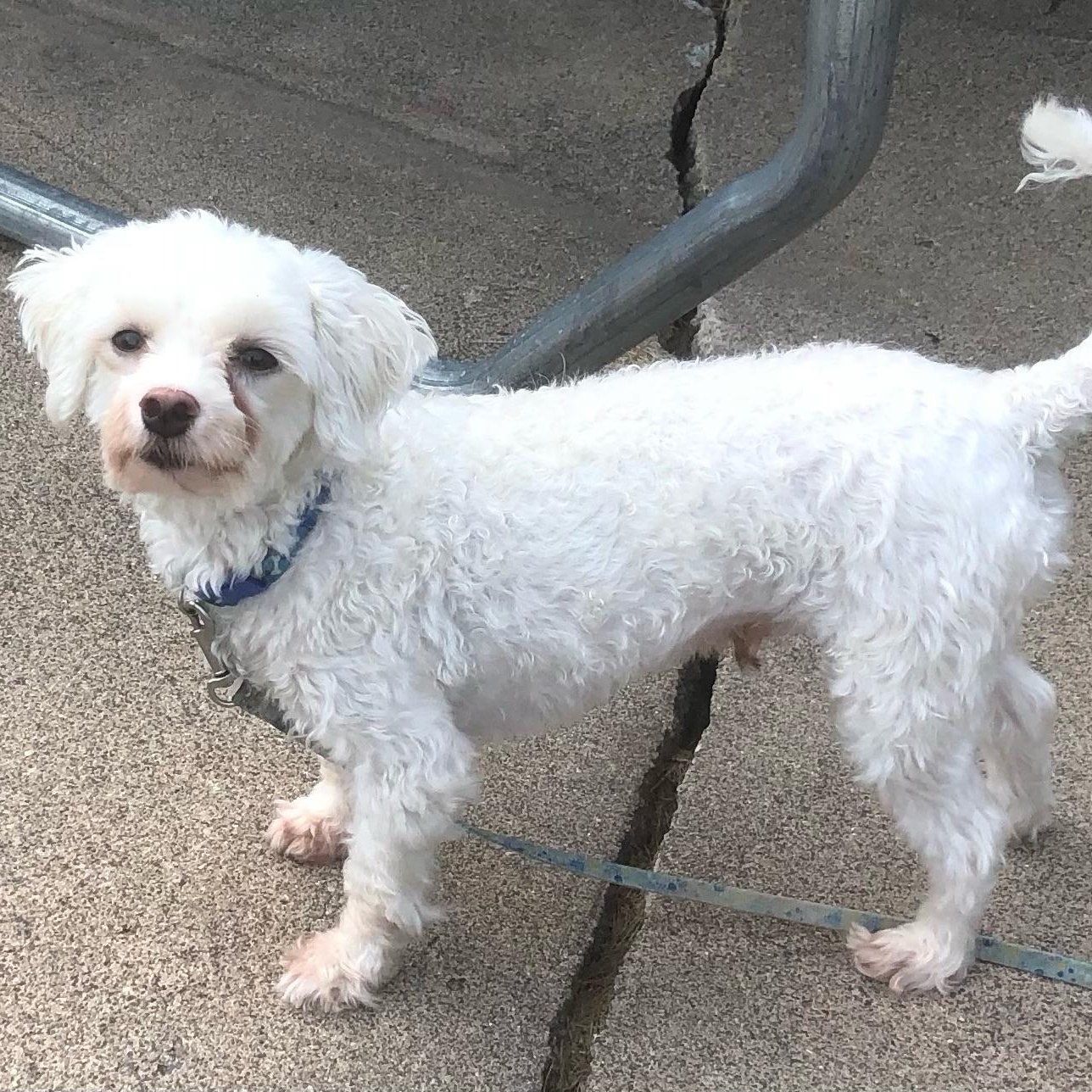 Enlarge Joey, a Adoptable mixed breed in White Bear Lake, MN image 4/5