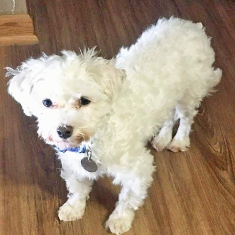 Enlarge Joey, a Adoptable mixed breed in White Bear Lake, MN image 5/5