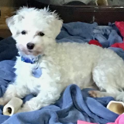 Enlarge Joey, a Adoptable mixed breed in White Bear Lake, MN image 3/5