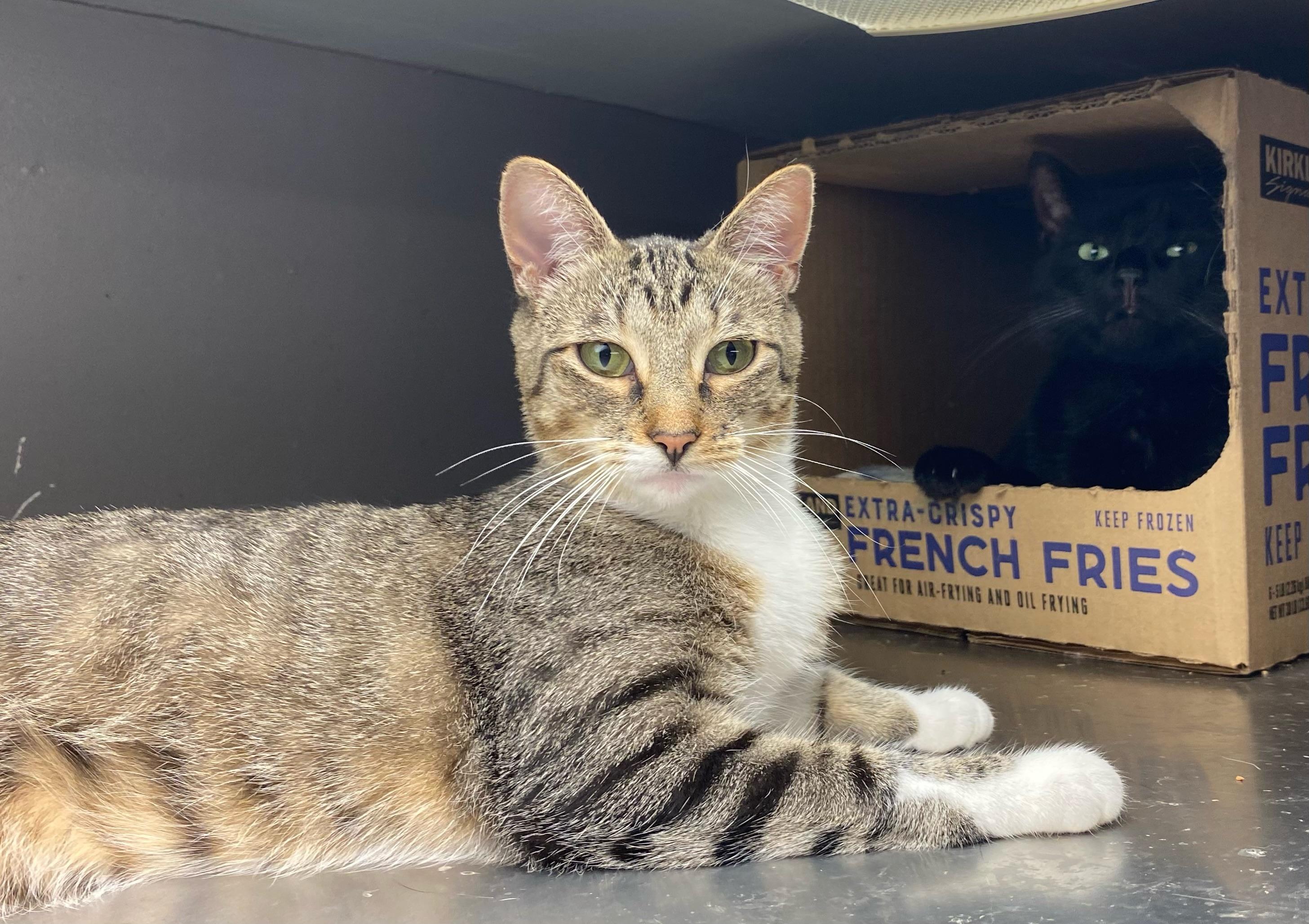 Enlarge Lil, a Adoptable Domestic Short Hair in Holly, MI image 1/1