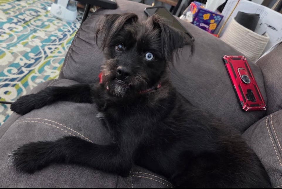 Truffle- ADOPTION IN PROCESS, a Adoptable mixed breed in Grafton, WI image 1/3