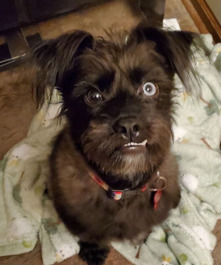 Truffle- ADOPTION IN PROCESS, a Adoptable mixed breed in Grafton, WI image 2/3