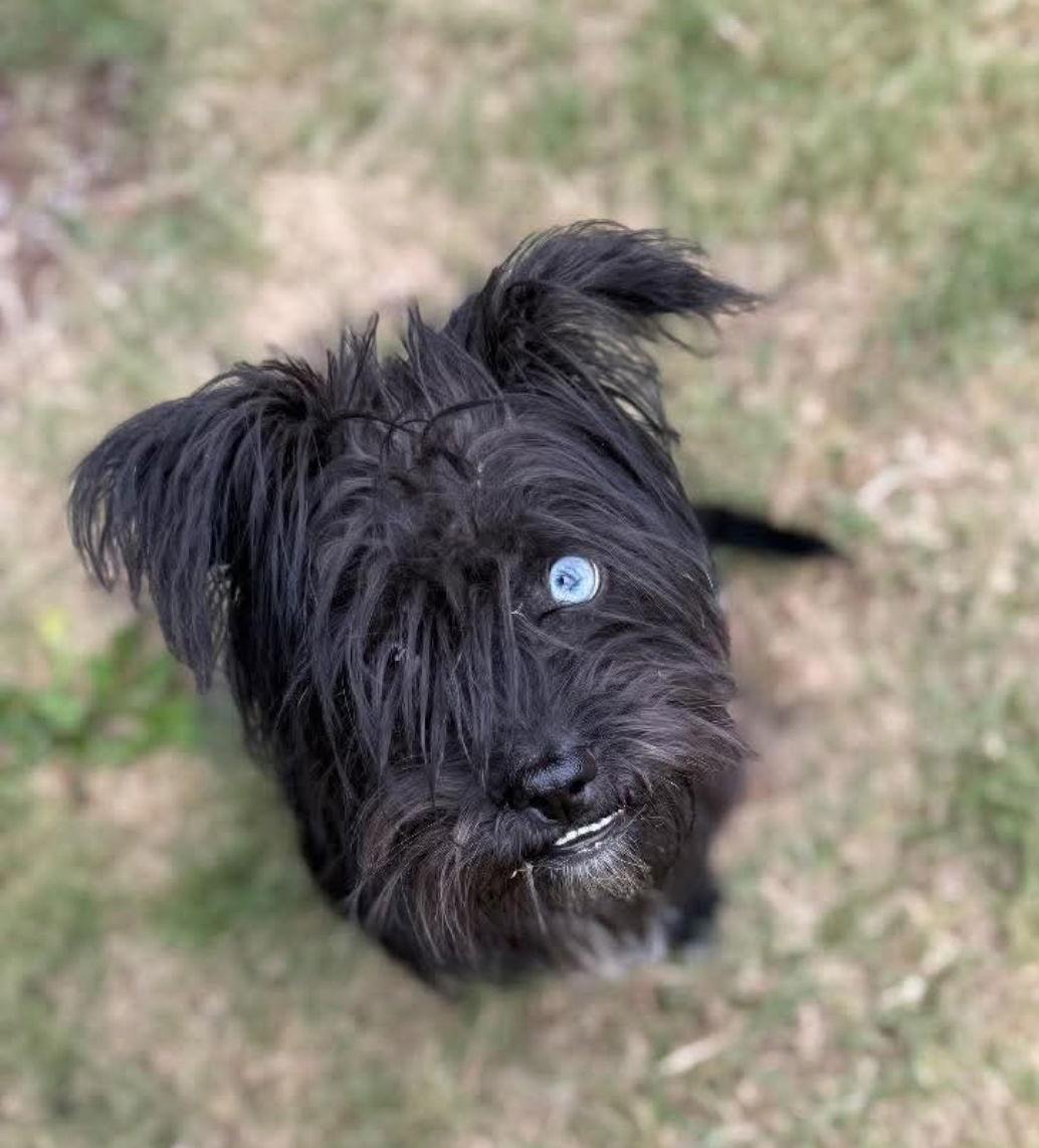 Truffle, Adoptable, Young Male Shih Tzu & Schnauzer.