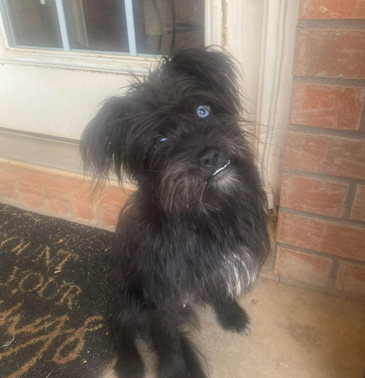 Enlarge Truffle, a Adoptable mixed breed in Grafton, WI image 2/3