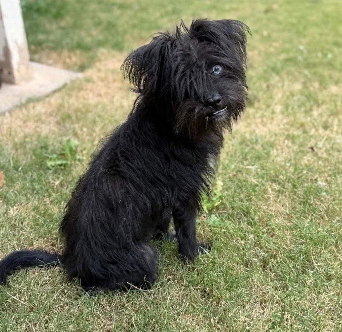 Enlarge Truffle, a Adoptable mixed breed in Grafton, WI image 3/3