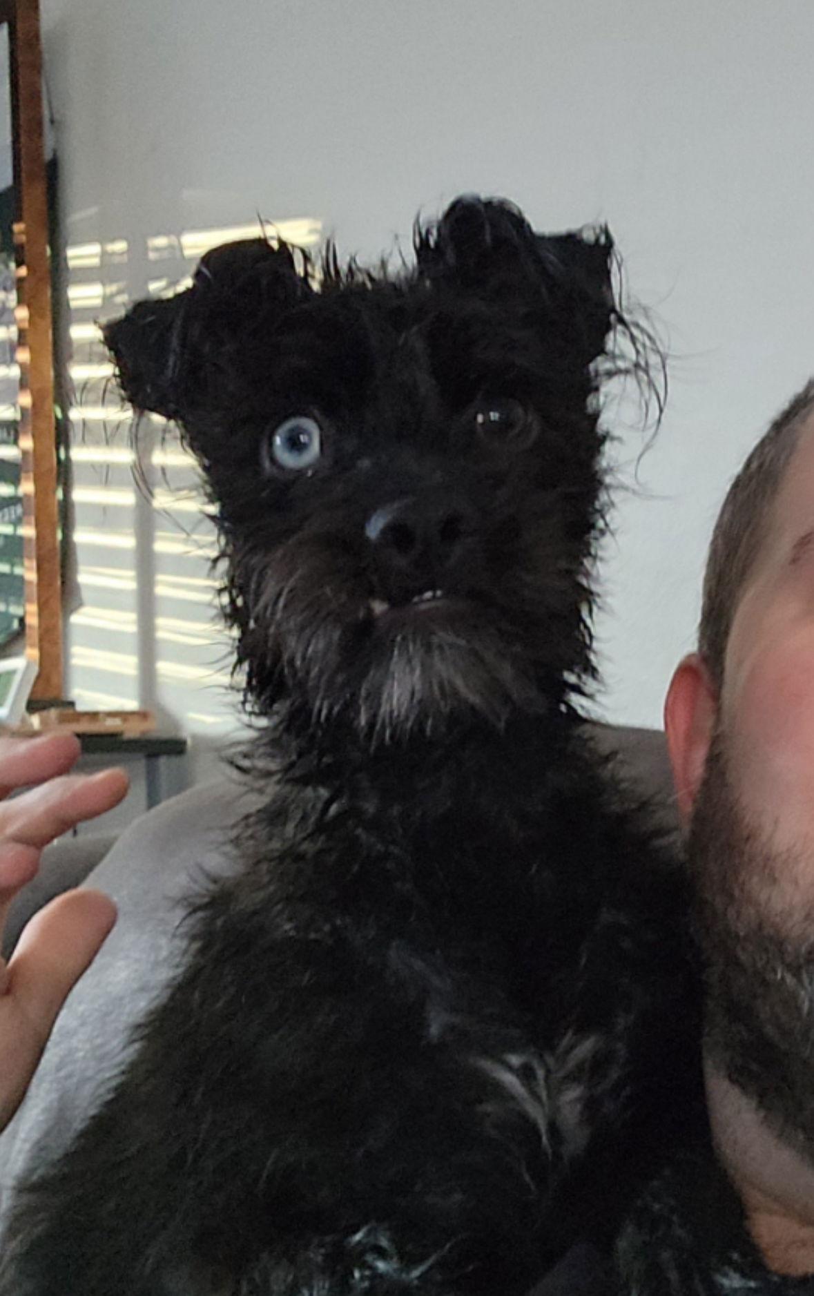 Truffle- ADOPTION IN PROCESS, a Adoptable mixed breed in Grafton, WI image 3/3