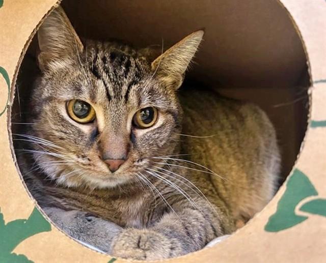 Enlarge EOWYN, a Adoptable Domestic Short Hair in Saint Louis, MO image 1/1